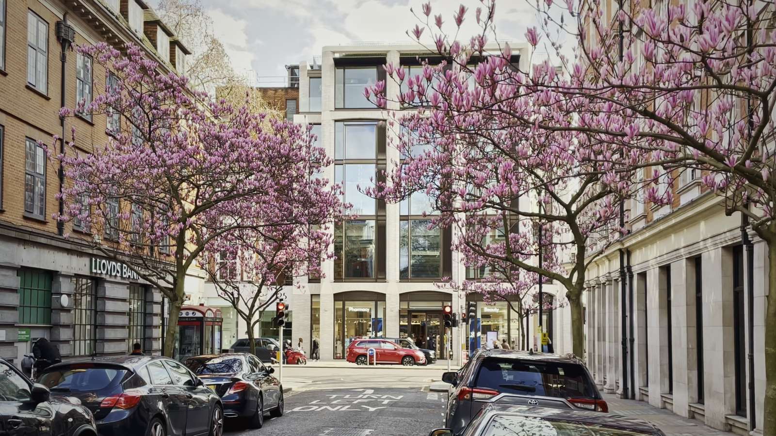 A London street lined with cherry blossom in spring.